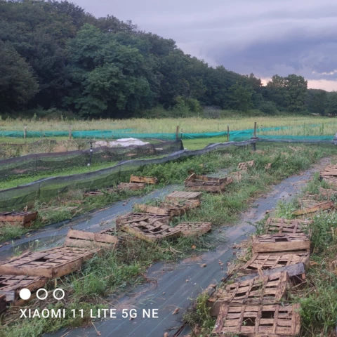Les Cagouilles de Cornou