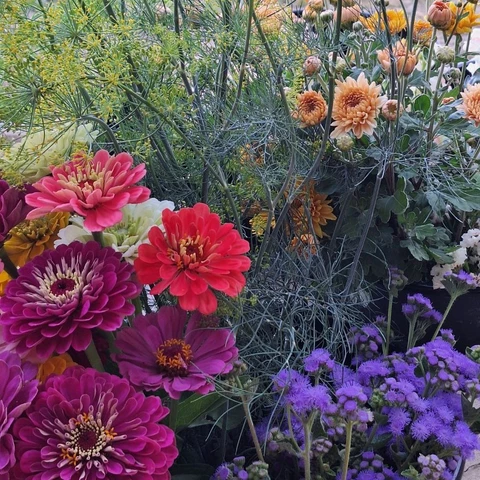 Récolte estivale - Les Fleurs de Saint-Sernin