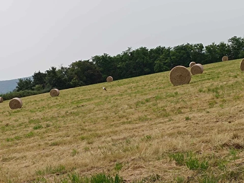 La Ferme des Muses