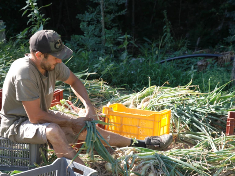 Maraîchage - L'Aïssou