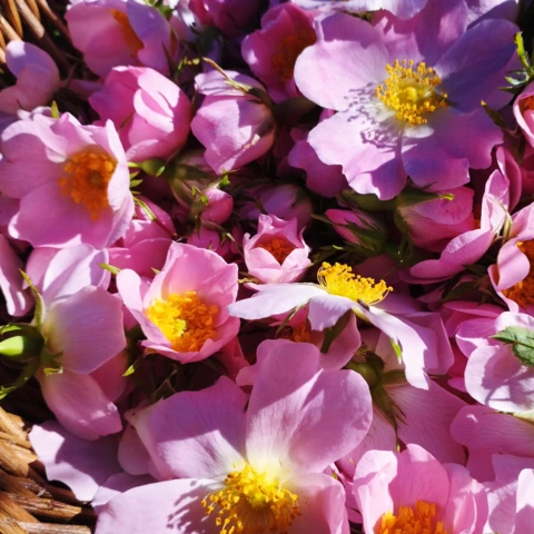 Herbes et Butineries