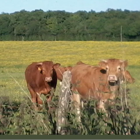 jeunes vaches limousines curieuses et heureuses - La ferme d'Oliveau