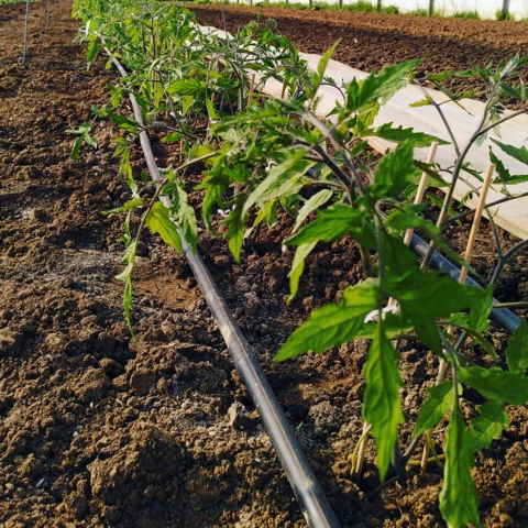 La Ferme des Tilleuls