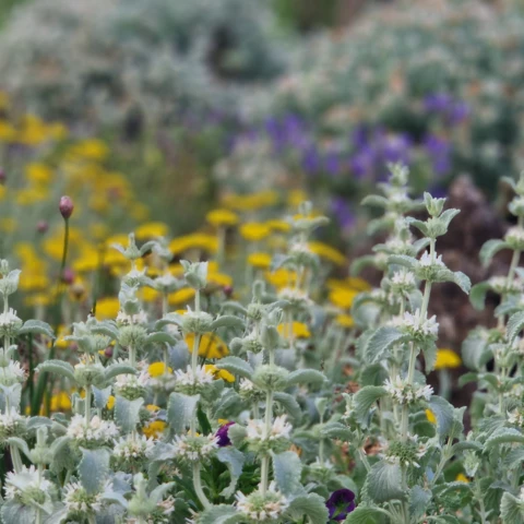 PEPINIERE DE FLEUR EN FLEUR