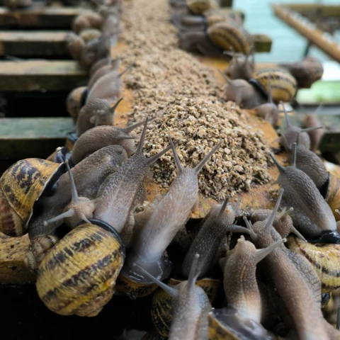 Les Cagouilles de Cornou