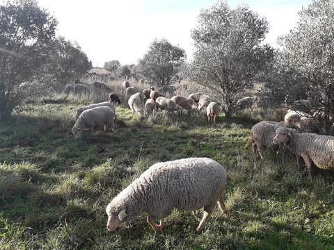 GAEC l'agneau du gardon