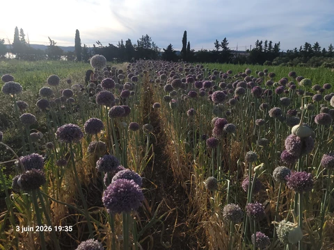 Les poireaux d'hiver en fleur - Cultisaveurs - Marion & Valentin Nardi