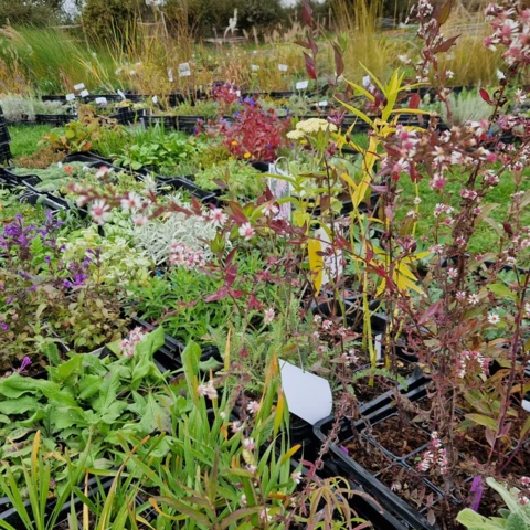 PEPINIERE DE FLEUR EN FLEUR