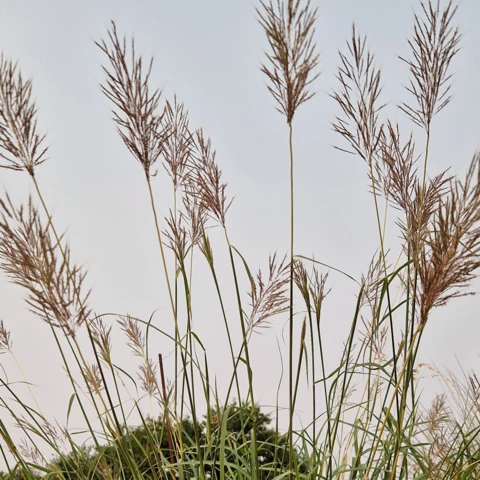 PEPINIERE DE FLEUR EN FLEUR