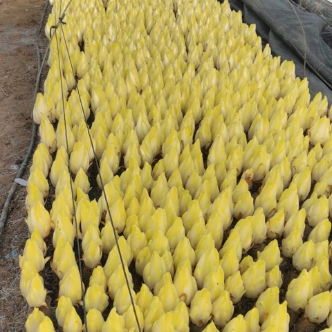 Les endives pleine terre - Au Jardin du Bonheur