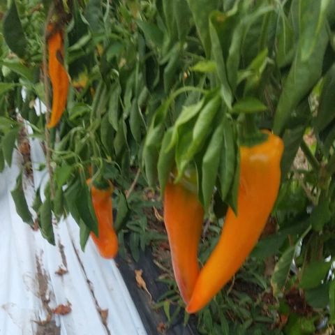 Poivrons corne de taureau orange, un délice ! - Au Jardin du Bonheur