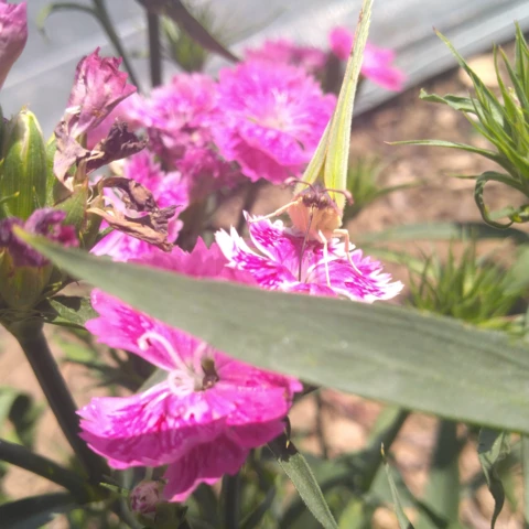 Les Jardins d'Aubenas