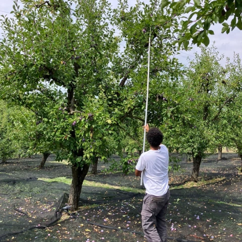 LES VERGERS DE SAUVAGNAS