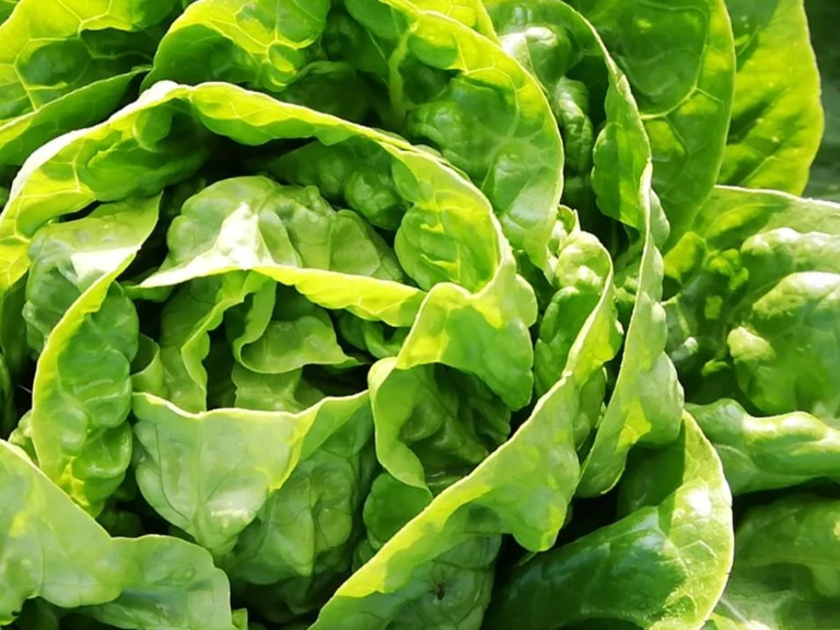 Quand & Où récupérer ? - La Ferme Maraîchette