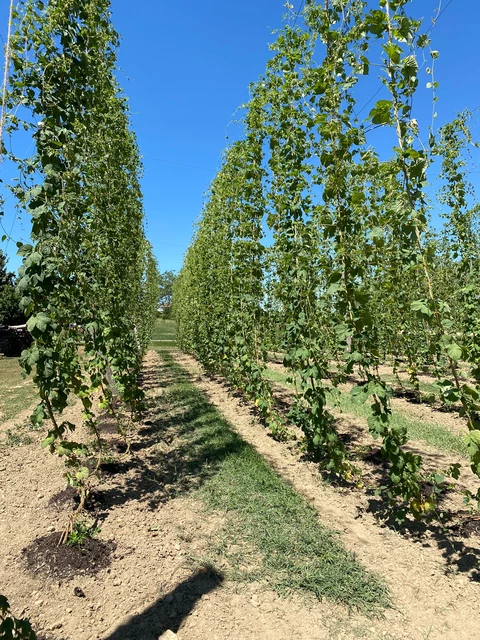 Houblon des Alpes