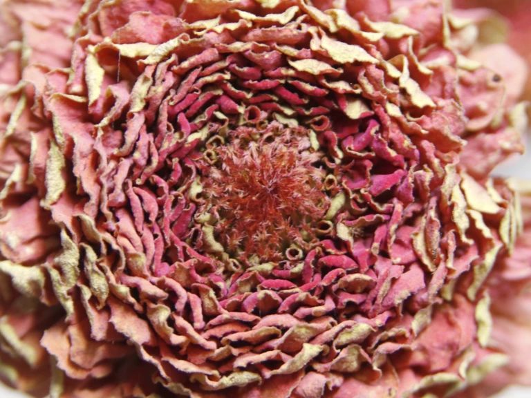 Les Fleurs Séchées