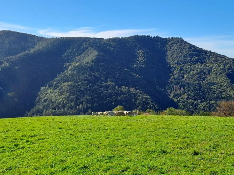 Nos montagnes. Nos animaux. Notre exigence. - LA BERGERIE DU FREYCHE