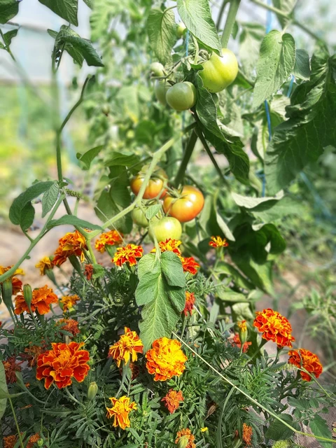 Les jardins et la conserverie de Théophile
