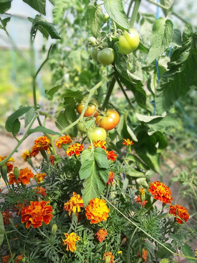 Galerie - Les jardins et la conserverie de Théophile
