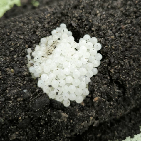 Les Cagouilles de Cornou