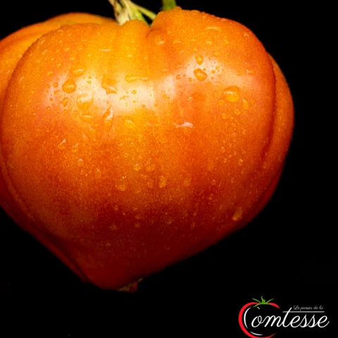 EARL LA COMTESSE