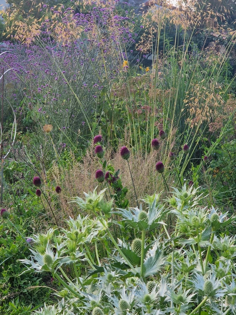 PEPINIERE DE FLEUR EN FLEUR