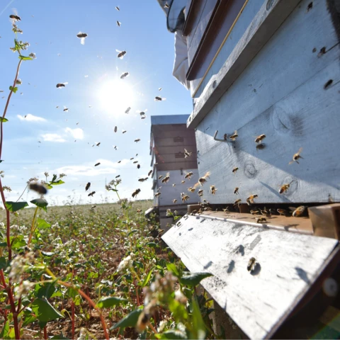 Nos butineuses sur le sarrasin - RUCHERS DU FOURNEAU