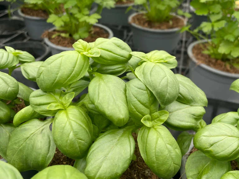 Les Plants de Légumes et Aromatiques - Les Jardins de la Tour