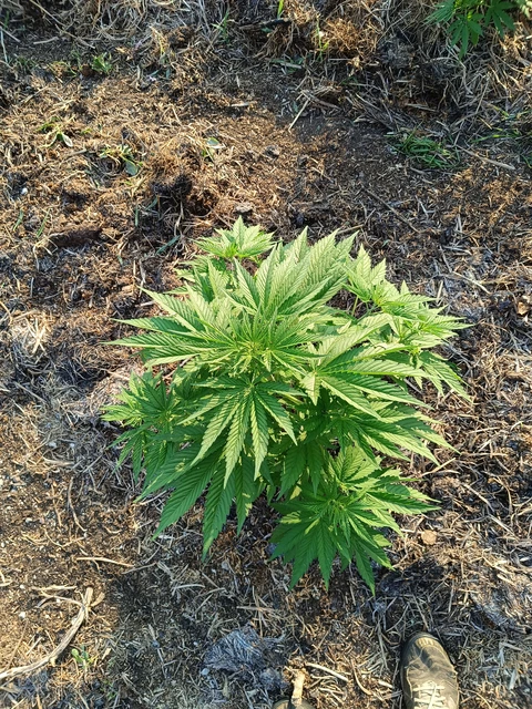 Biscanna 40