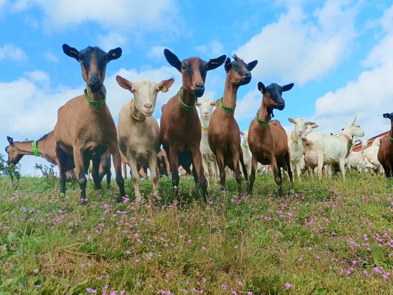 Nos animaux et notre ferme  - C'CHEVREMENT BON