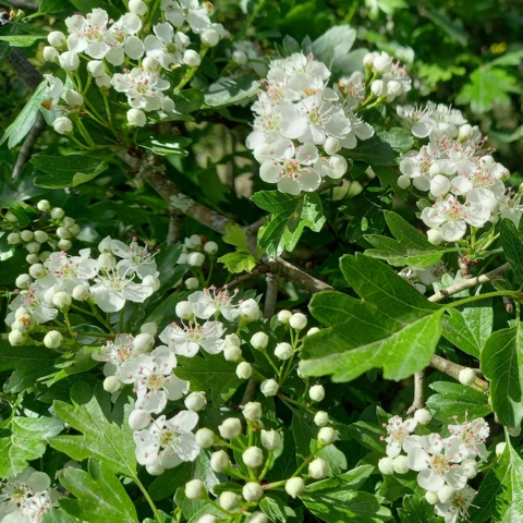 L'Harmonie des Simples