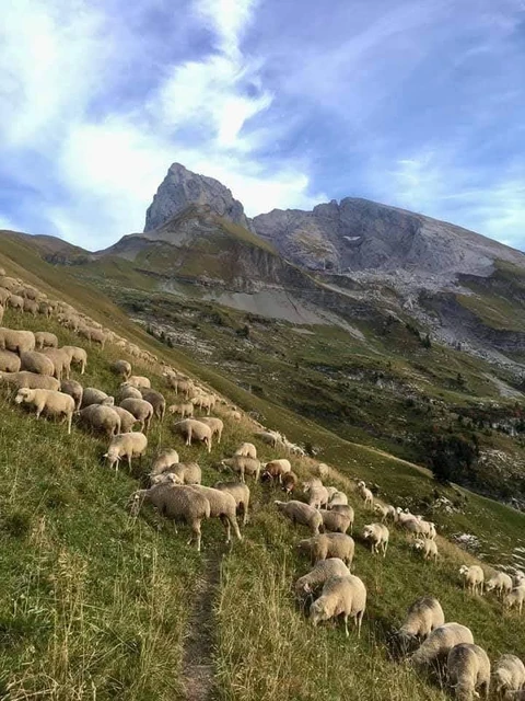 GAEC l'agneau du gardon