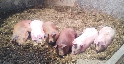 Bergerie de Kroaz Min