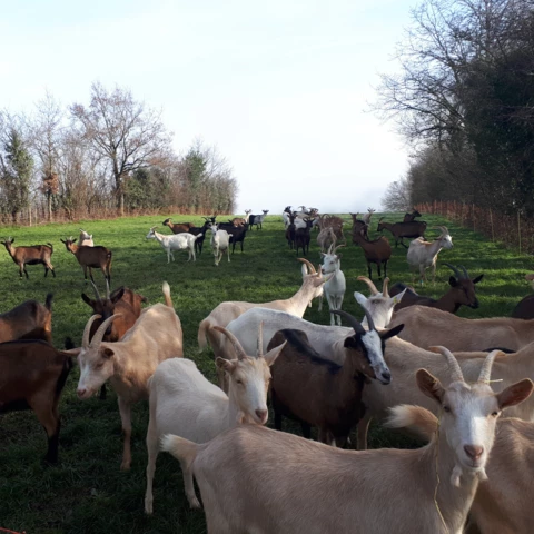 La Ferme de  Cabr'à roque