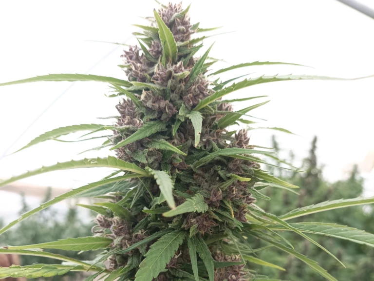 Production biologique sous serre - CannaBioDrome