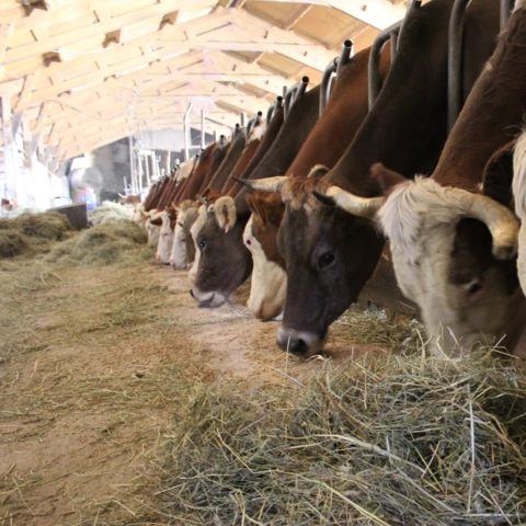 Ferme Pérarnaud