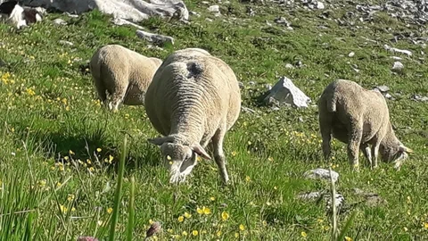 GAEC l'agneau du gardon
