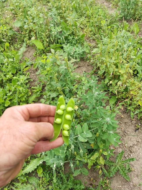 Les petits pois frais c'est incomparable ! - Au Jardin du Bonheur
