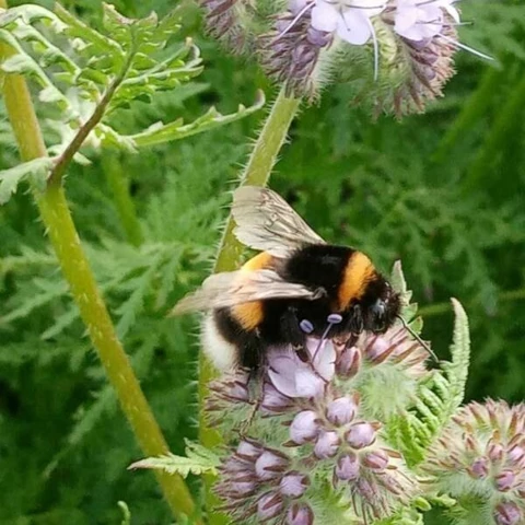 Les Maraîchers de l'Auberdière