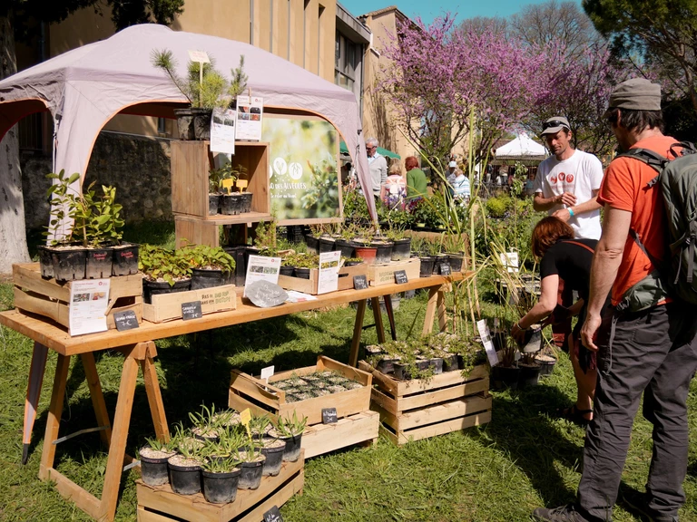 Foire aux plants rares à Serignan du Comtat - L'Asso des Alvéoles