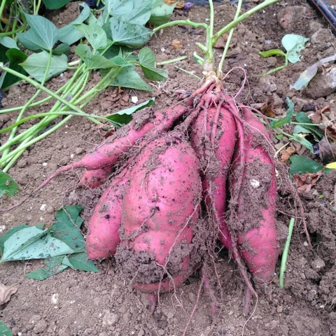 La Ferme des Tilleuls