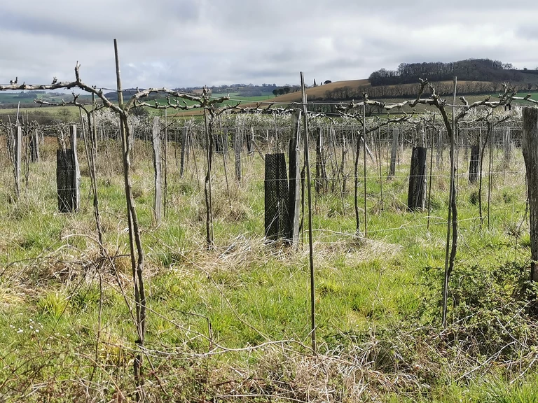 Agroforesterie et haies - La Ferme de Romane, EARL de Plaisance