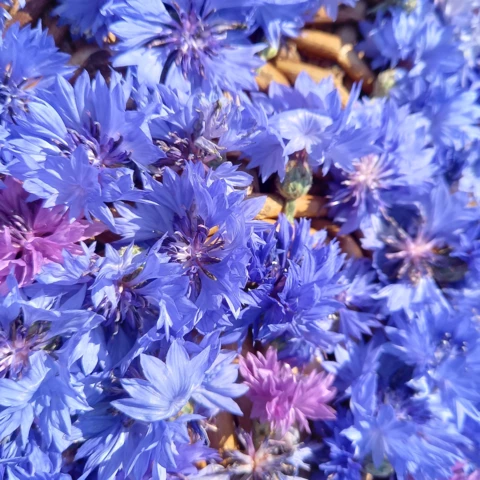 L'Harmonie des Simples