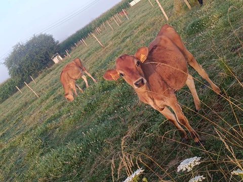 La Ferme des Muses