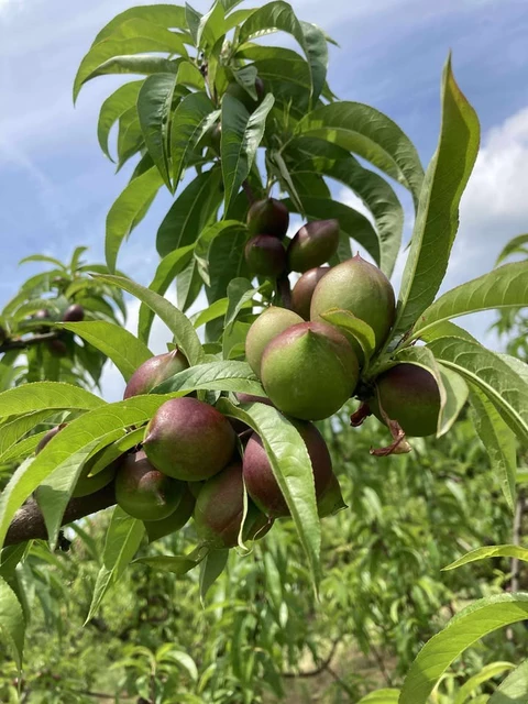 LES VERGERS DE SAUVAGNAS