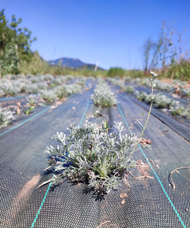 Les Plantes Sauvages de Montagne : Des Saveurs Authentiques au Cœur de Nos Produits - Bienvenue