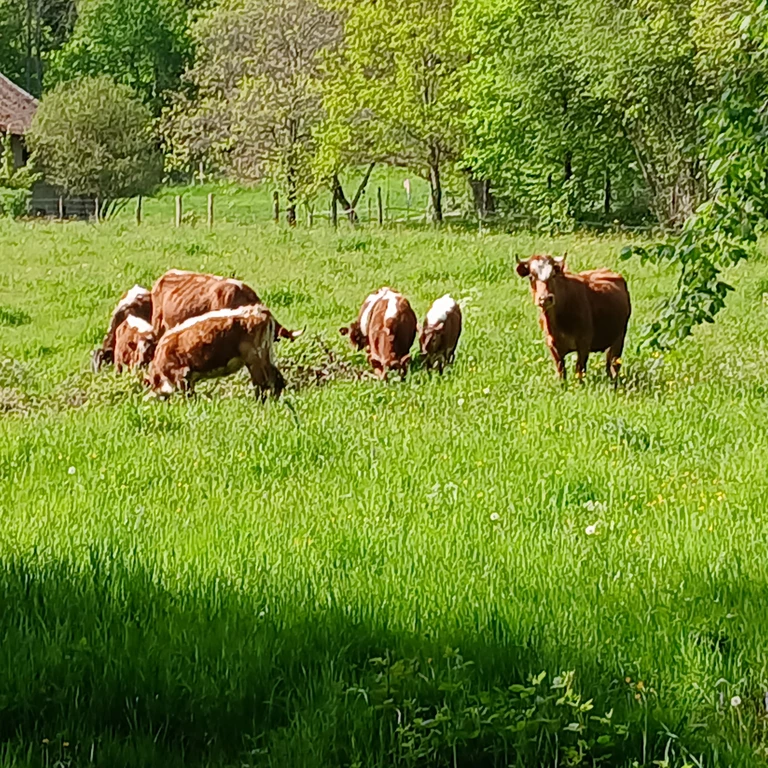 La ferme du hazard - La ferme du Hazard