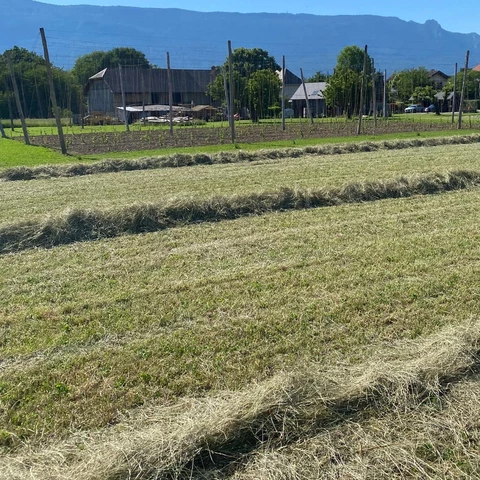 Houblon des Alpes