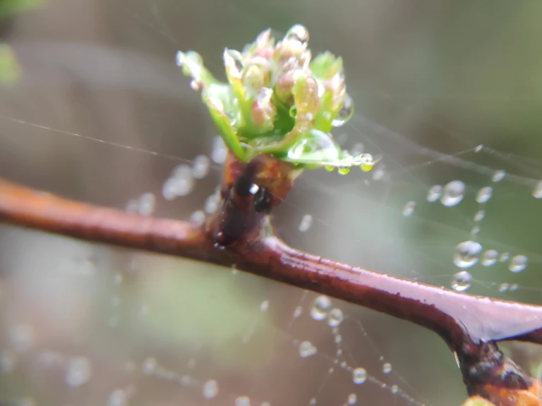 Artemisia, synergies de gemmothérapie pour accompagner la santé des femmes - Herbes et Butineries