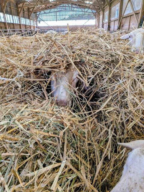 Bergerie de Kroaz Min